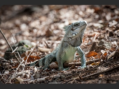 Iguane
