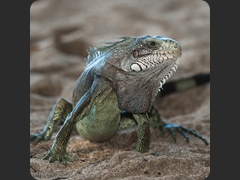 Iguane