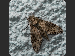 BP7_4415
